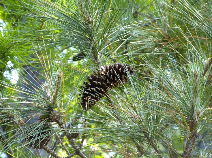 Pinus taeda — fruit photograph