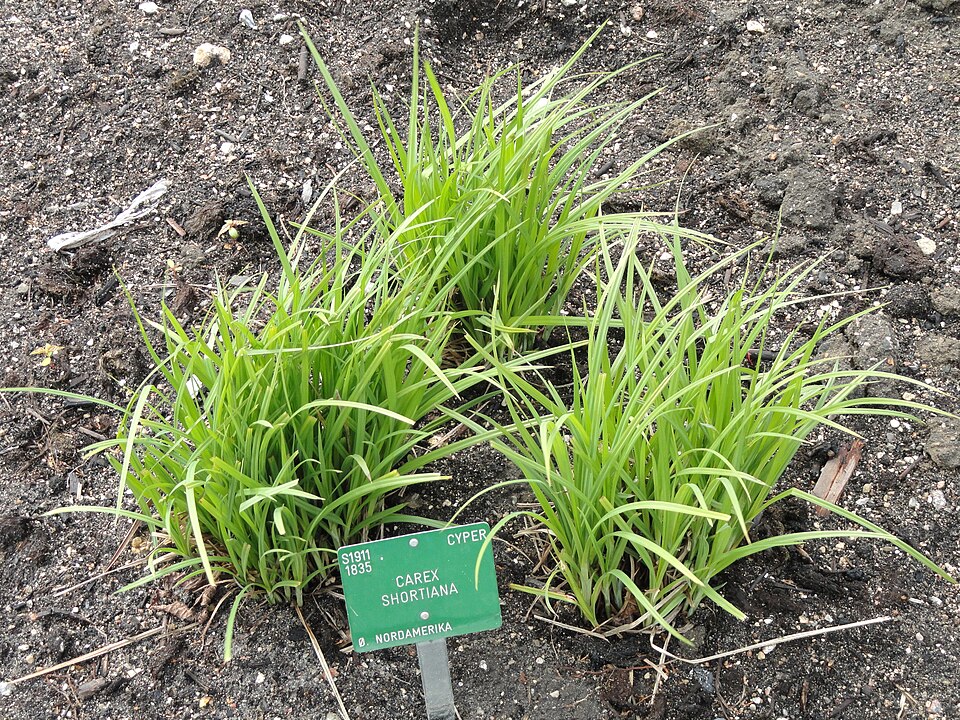 Carex shortiana — whole photograph