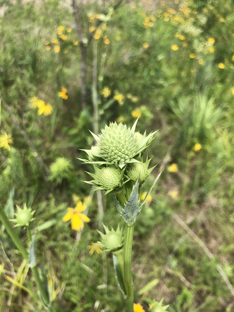 Eryngium yuccifolium — bloom photograph
