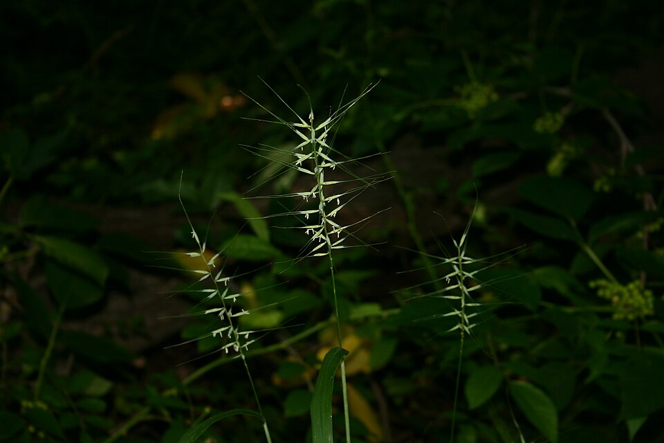 Elymus hystrix — fruit photograph