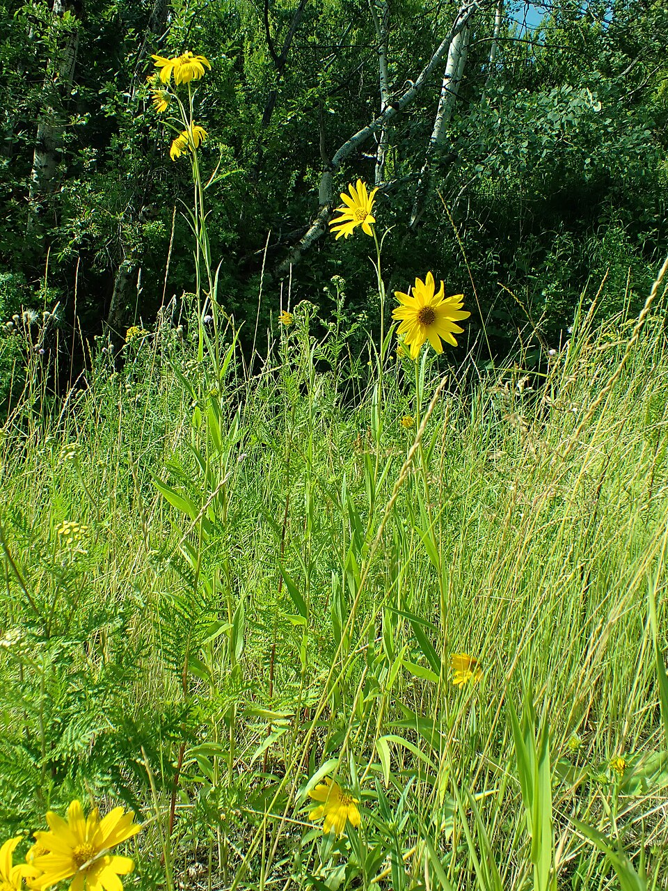 Helianthus maximilianii — whole photograph
