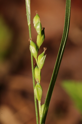 Carex manhartii photograph