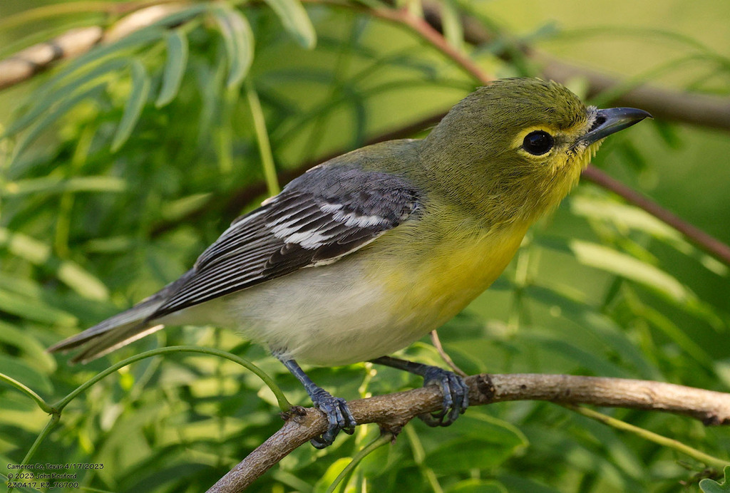 Adult Yellow-throated Vireo, whole bird