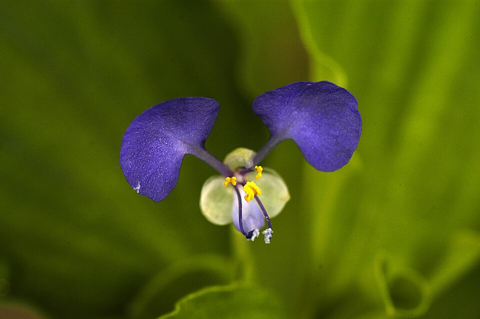 Commelina benghalensis — bloom photograph