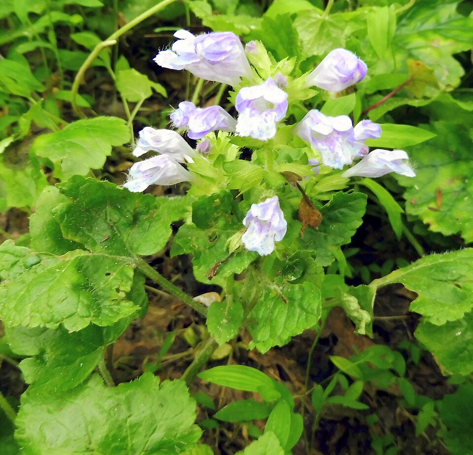 Meehania cordata — bloom photograph