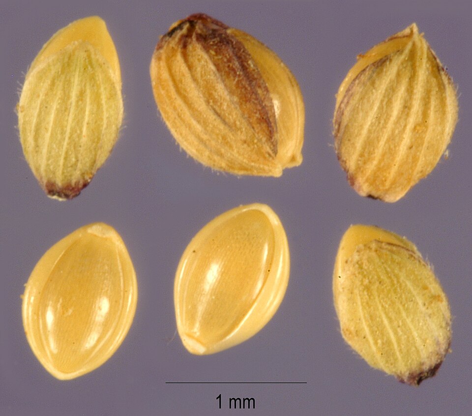 Dichanthelium polyanthes — fruit photograph