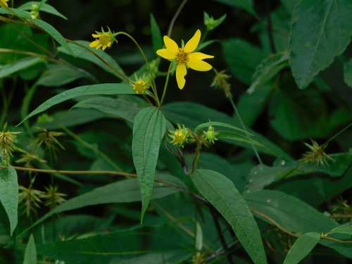 Helianthus microcephalus — flower photograph