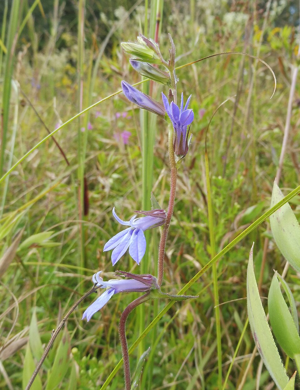 Lobelia puberula — bloom photograph