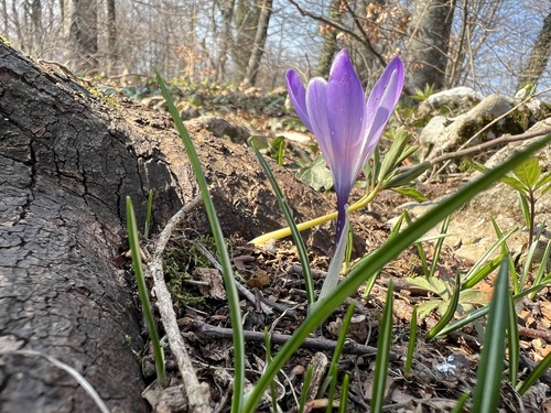 Crocus vernus — flower photograph