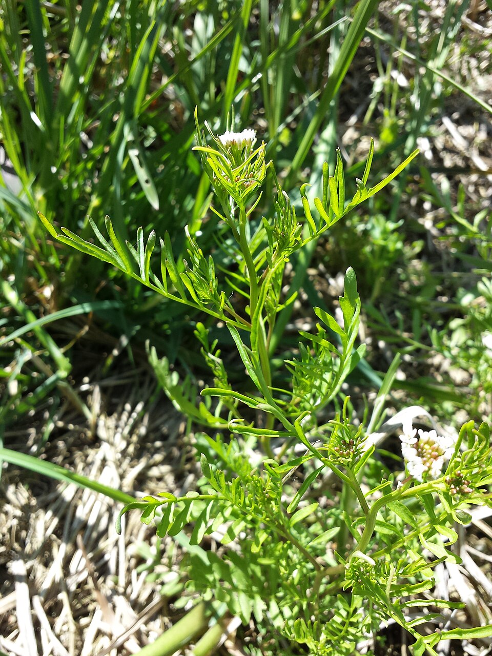Cardamine parviflora — whole photograph