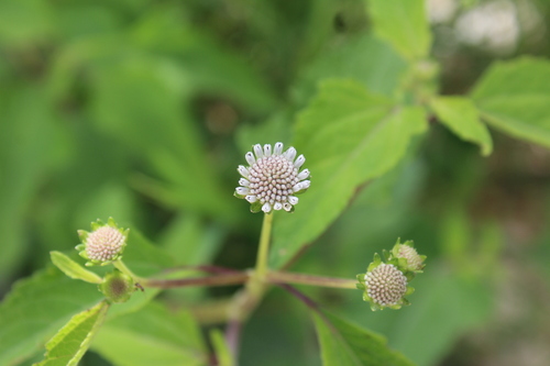 Melanthera nivea — flower photograph
