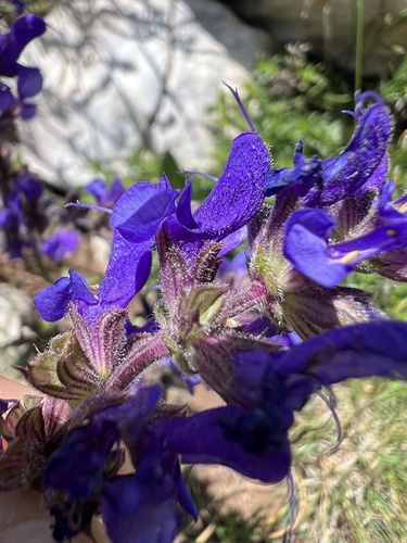 Salvia pratensis — flower photograph