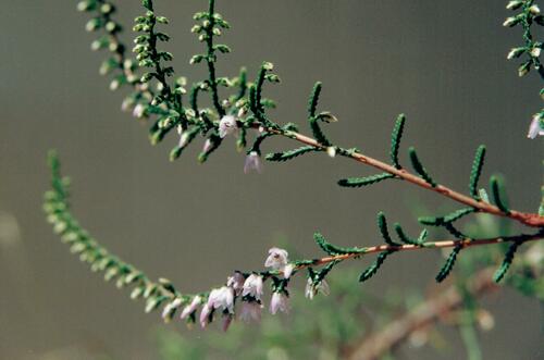Calluna vulgaris — foliage photograph