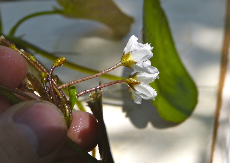 Nymphoides aquatica — bloom photograph