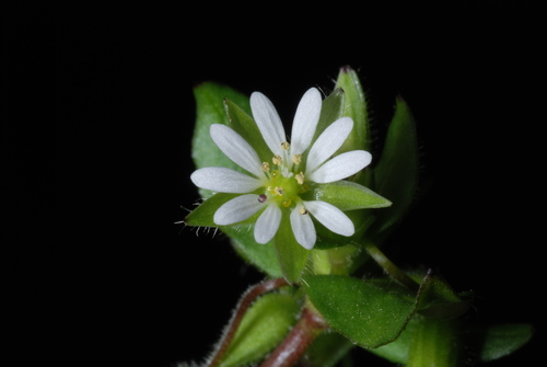 Stellaria media — bloom photograph