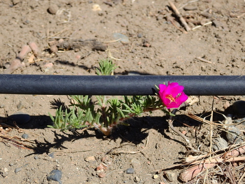 Portulaca grandiflora — flower photograph
