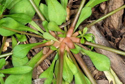 Mollugo verticillata — foliage photograph