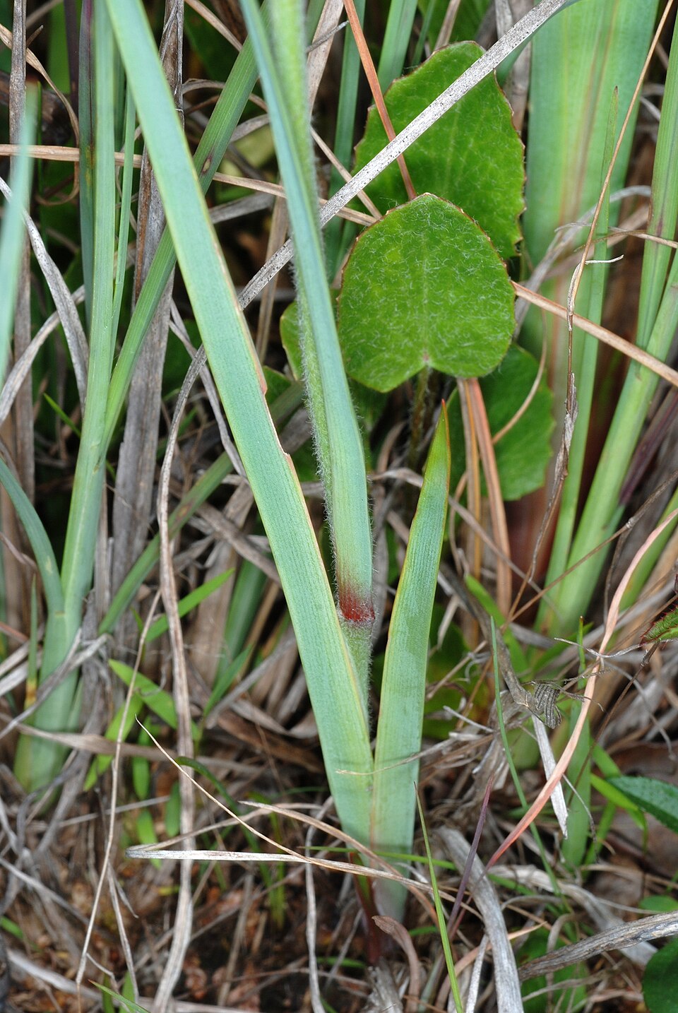 Lophiola aurea — leaf photograph