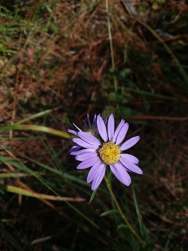 Eurybia hemispherica photograph