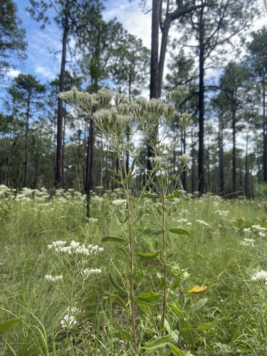 Eupatorium glaucescens — whole photograph