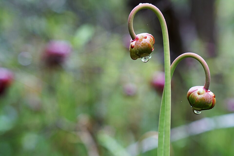 Sarracenia jonesii — bloom photograph