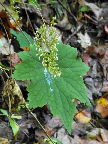Heuchera villosa — flower photograph