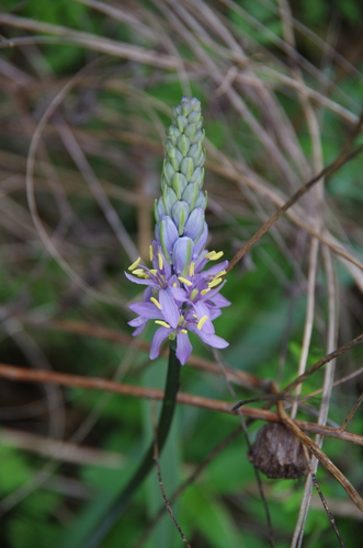 Camassia scilloides — flower photograph