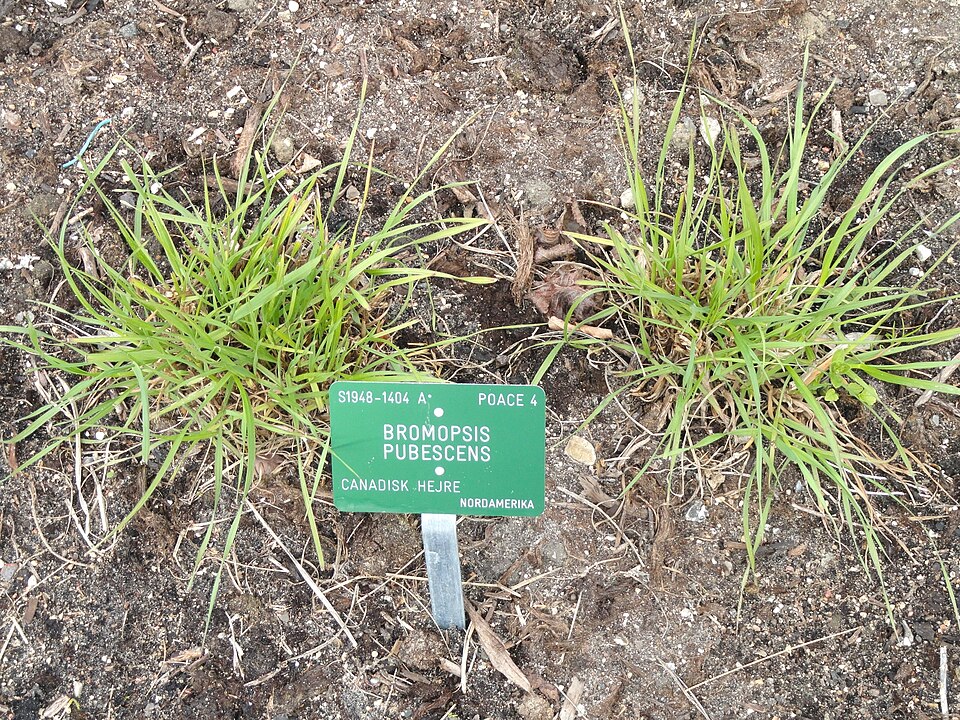 Bromus pubescens — whole photograph