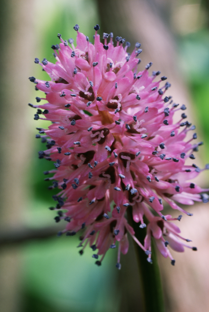 Helonias bullata — bloom photograph