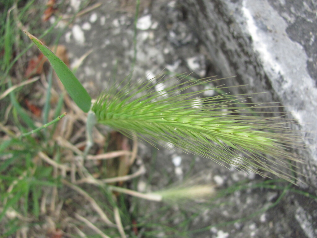 Hordeum murinum — fruit photograph
