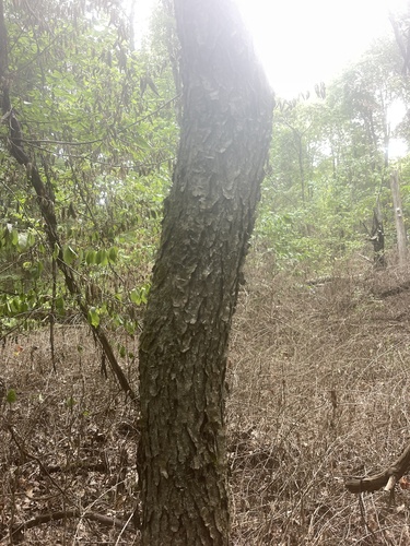 Prunus serotina var. serotina — bark photograph