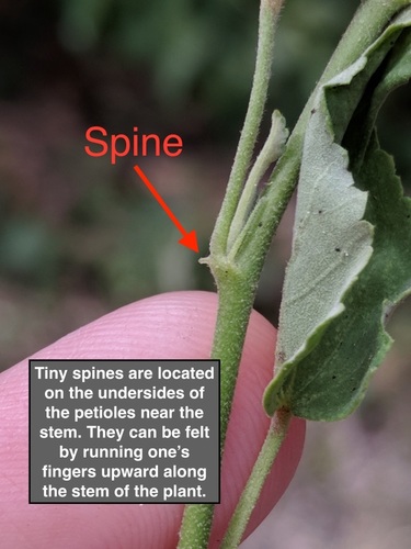 Sida spinosa — foliage photograph