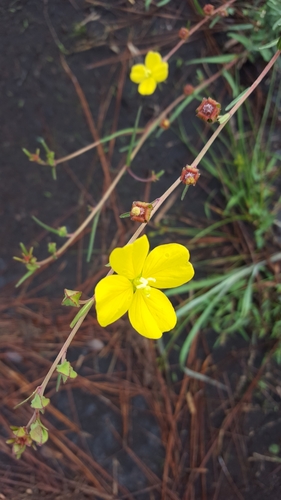 Ludwigia maritima photograph