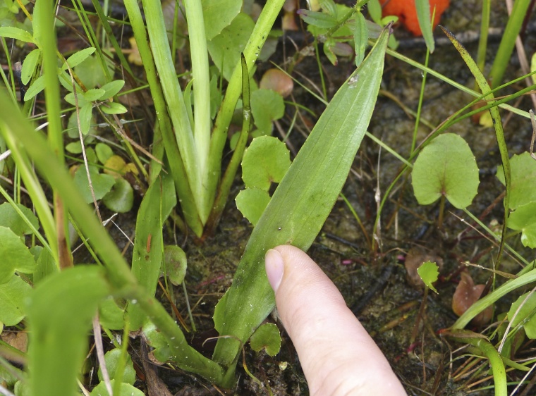 Spiranthes laciniata — leaf photograph