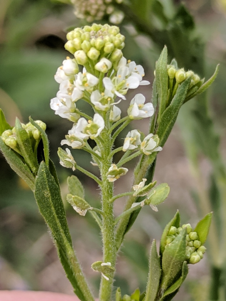 Lepidium virginicum var. virginicum — bloom photograph