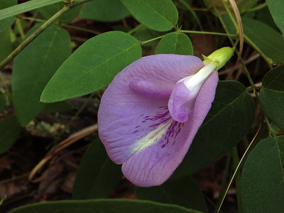 Clitoria mariana — bloom photograph