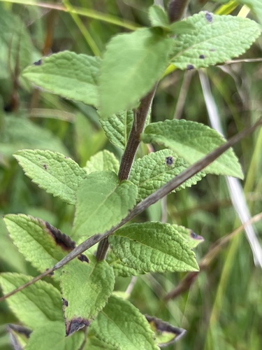 Solidago rugosa var. celtidifolia — bloom photograph