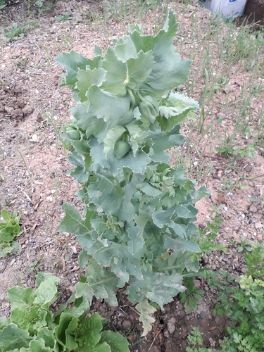 Papaver somniferum — foliage photograph