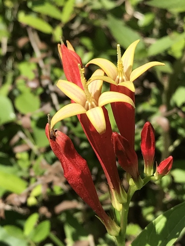 Spigelia marilandica — flower photograph