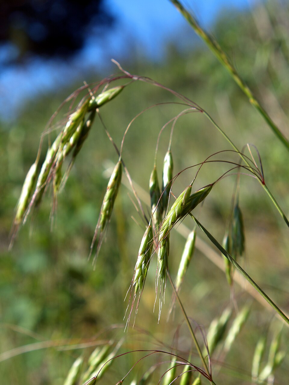 Bromus japonicus — bloom photograph