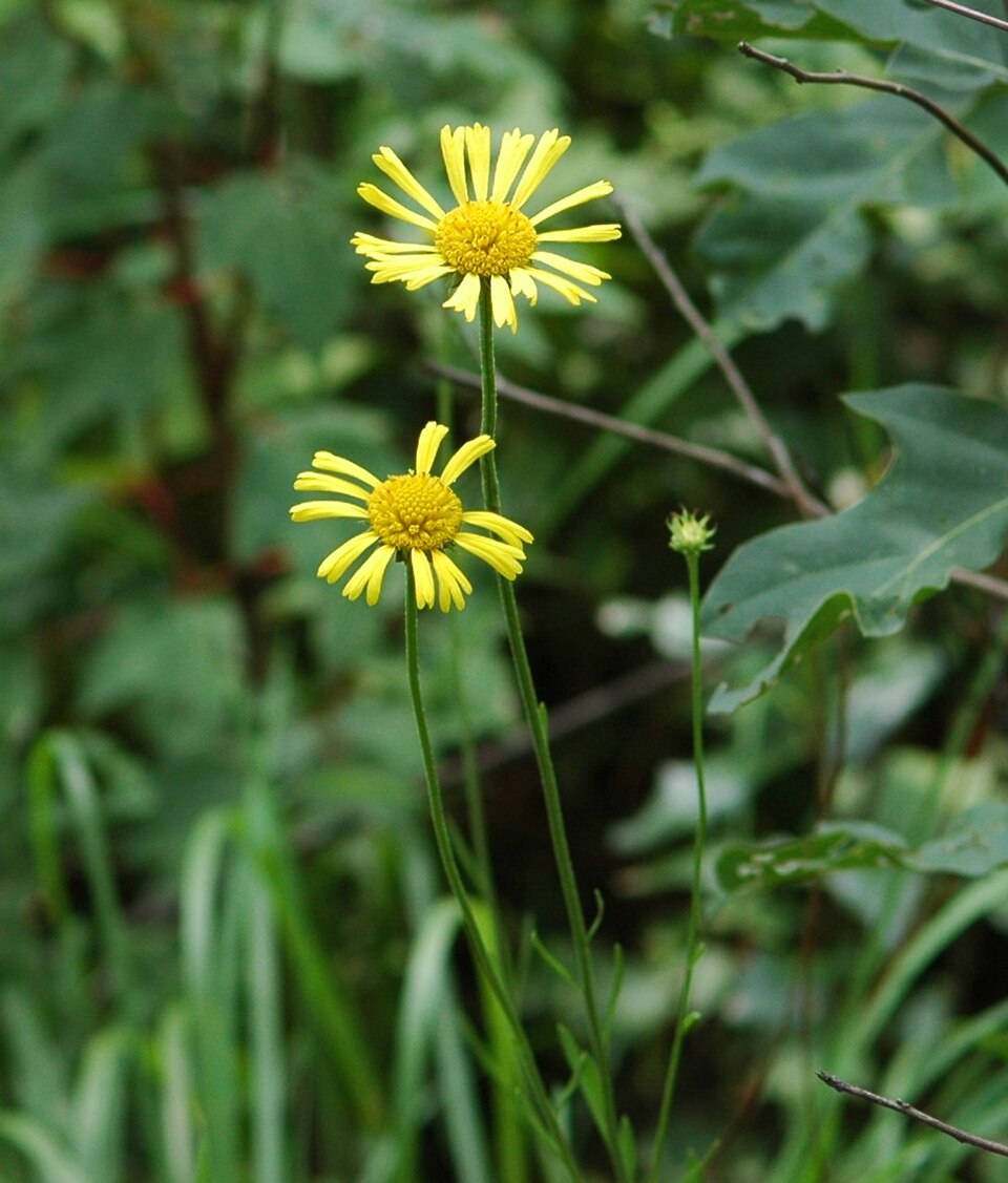 Balduina uniflora — bloom photograph