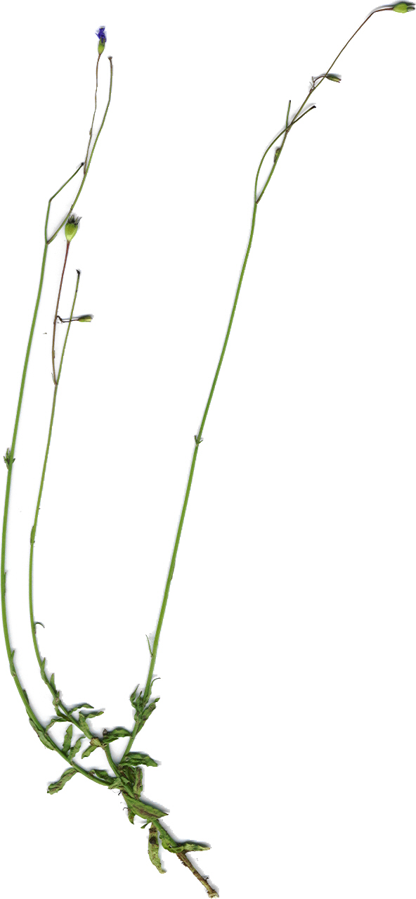 Wahlenbergia marginata — whole photograph