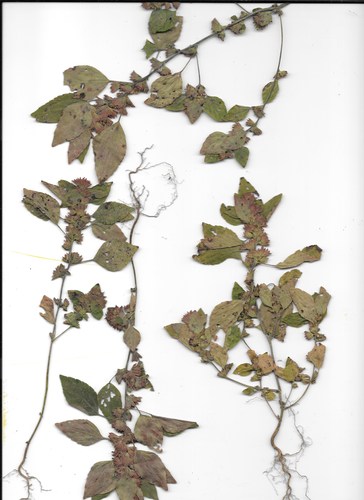 Acalypha rhomboidea — reference photograph