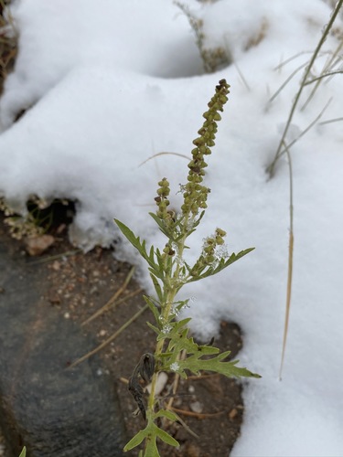 Ambrosia psilostachya photograph