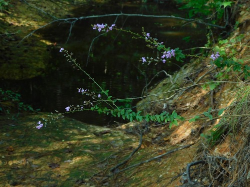 Desmodium ciliare photograph