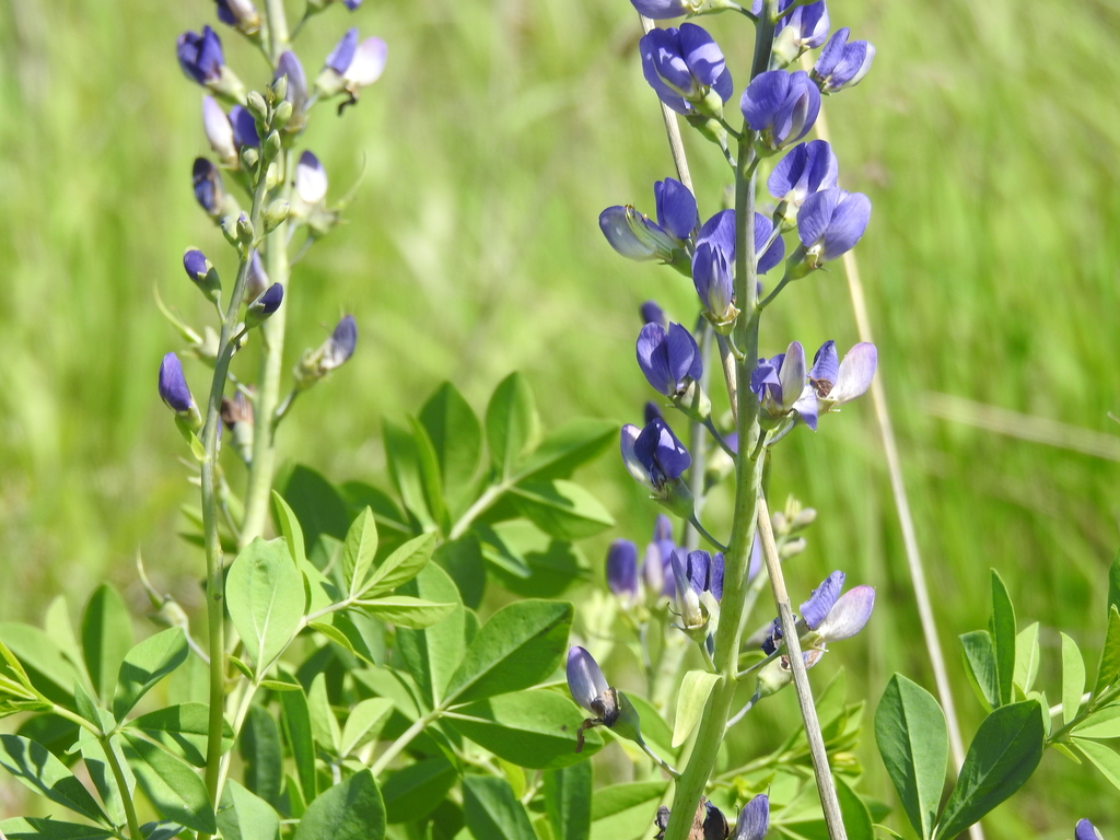 Baptisia australis — bloom photograph