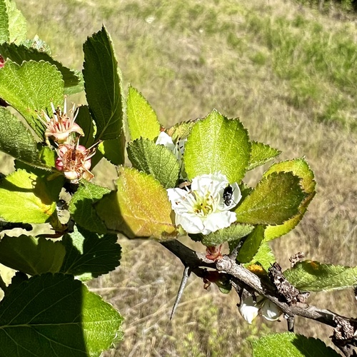 Crataegus uniflora — bloom photograph