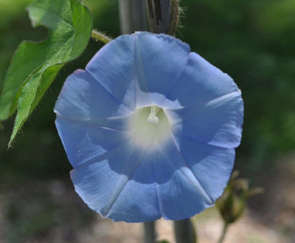 Ipomoea hederacea — bloom photograph