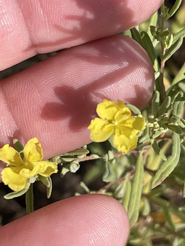 Crocanthemum rosmarinifolium — flower photograph