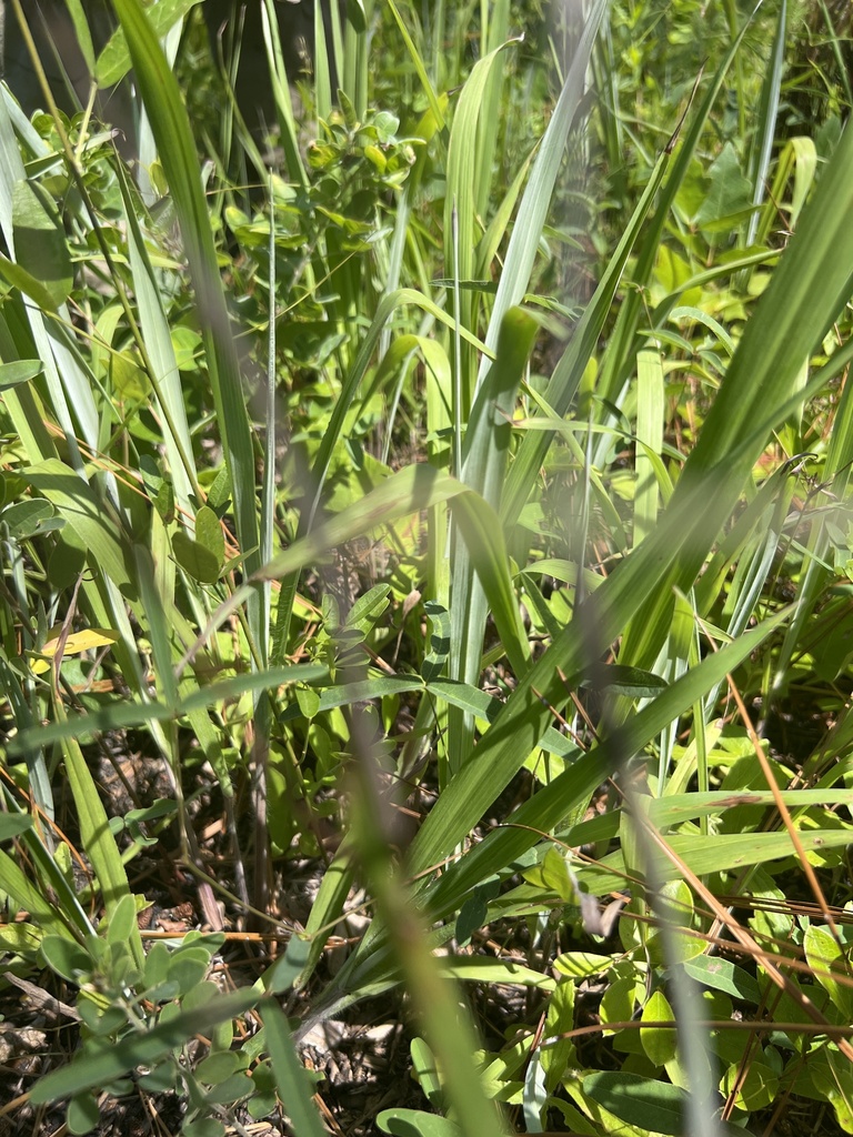 Paspalum bifidum — whole photograph